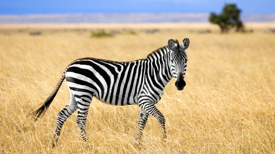 Zebra (állat) az álomban jelentése