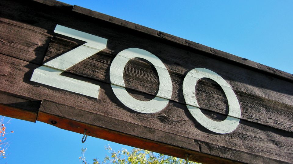 Egy fából készült tábla, amelyen a 'ZOO' felirat látható, kék éggel a háttérben.