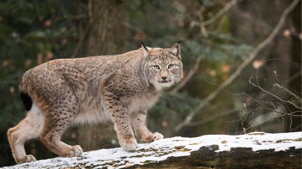 Egy hiúz sétál egy fán, a háttérben zöld fák és hó látható.
