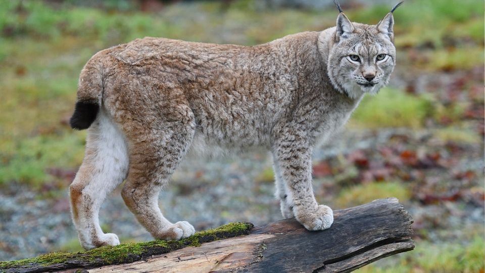 Egy hiúz áll egy fán, figyelmesen néz a kamerába, a háttér zöldes.