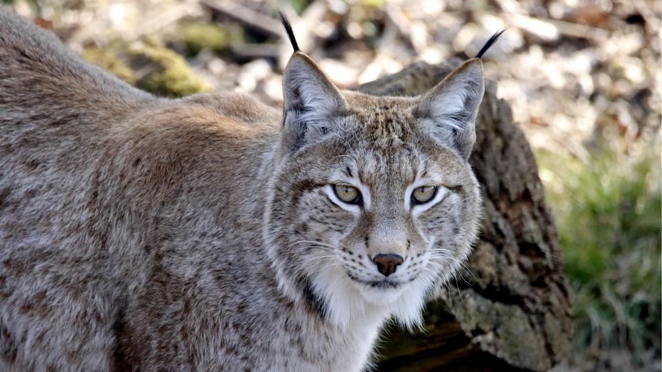 Egy hiúz közelről, figyelmes tekintettel, a természetben.