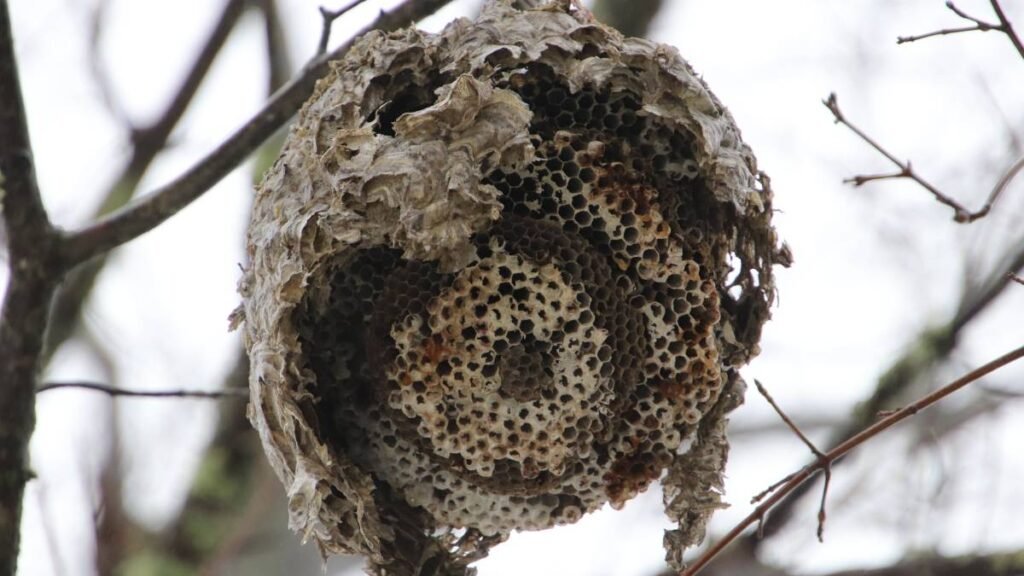Méhkas az álomban jelentése Egy méhkas, amely fák között lóg, a közösségi összetartozás szimbóluma.