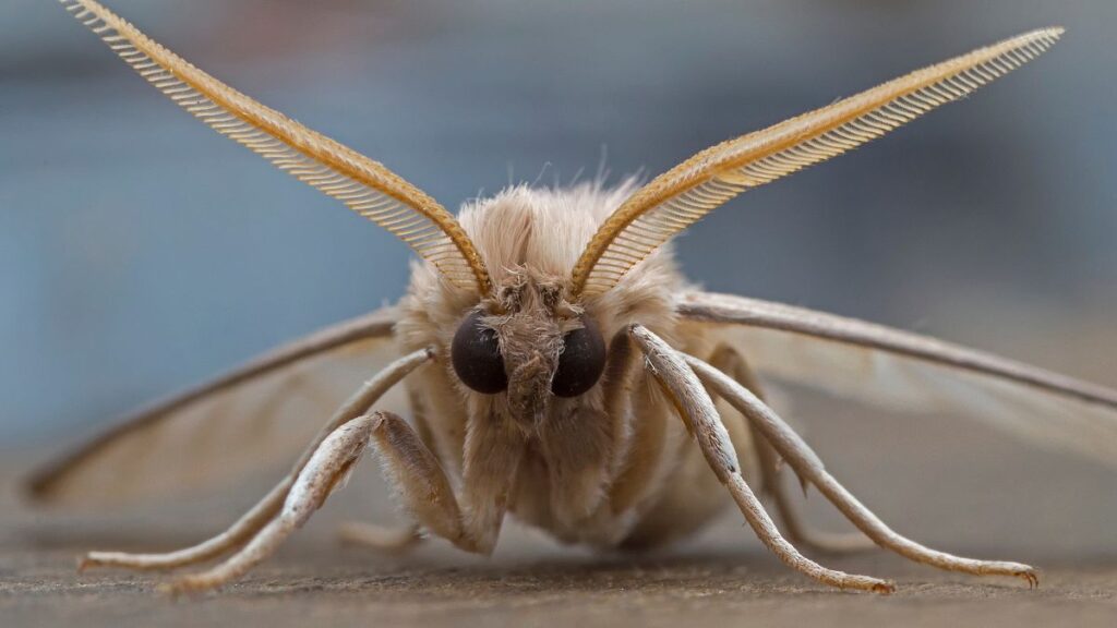Moly az álomban jelentése Egy moly közelről, részletesen látható a szárnyai és a szemei.