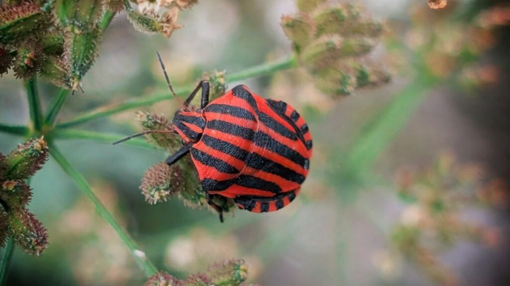 Egy piros-fekete csíkos poloska egy zöld növényen ül.