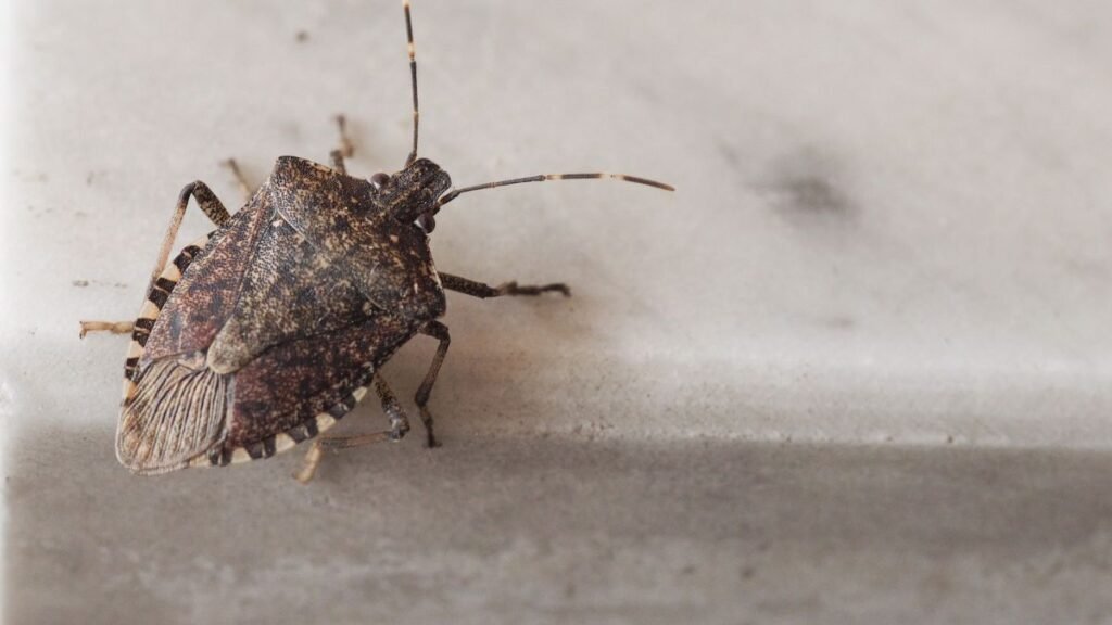 Egy poloska közelről, részletesen látható a páncélja és a lábai.