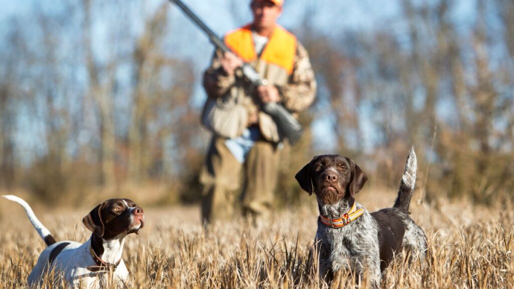 Vadászat az álomban jelentése Két vadászkutya áll egy mezőn, mögöttük egy vadász látható fegyverrel.