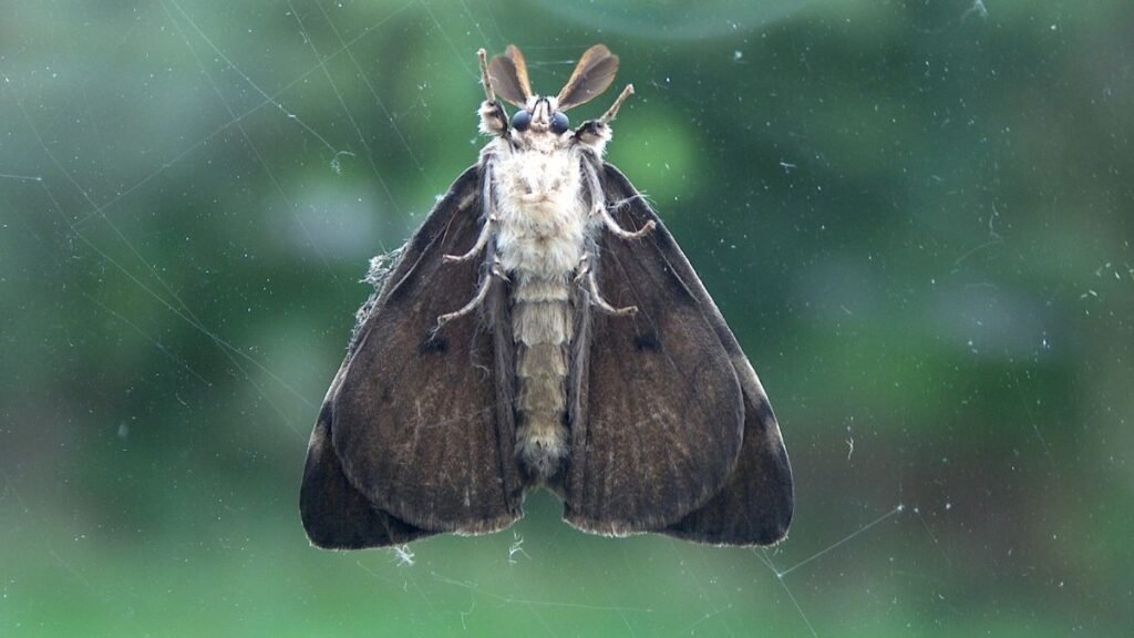 Egy moly látható közelről, szárnyai szépen kinyitva, zöld háttér előtt.