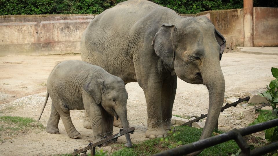 Az „Állatkert álomban” az élet sokszínűségére és belső állataink harmóniájára utalhat.