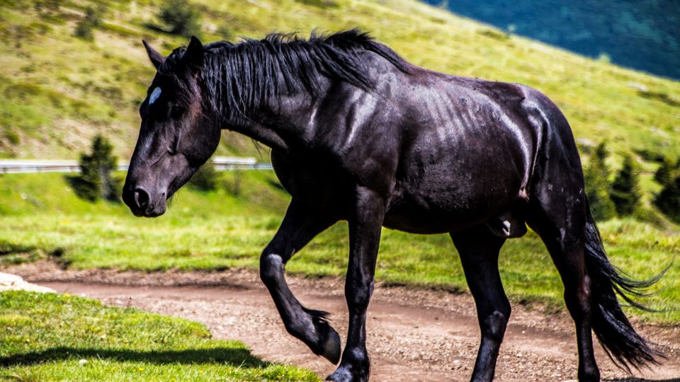 Fekete ló az álomban mit jelent Fekete ló az álomban mit jelent