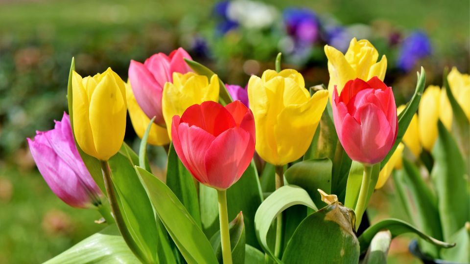 Tulipán megjelenése álomban