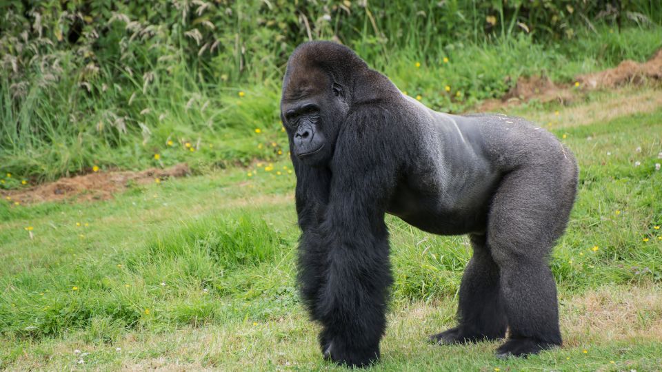 gorilláról álmodni jelentése