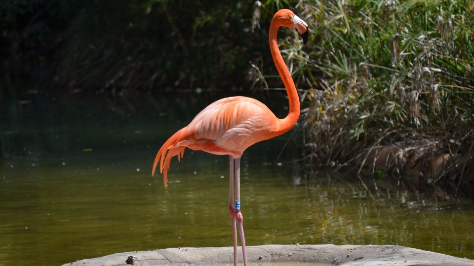 Mit jelent flamingóról álmodni?