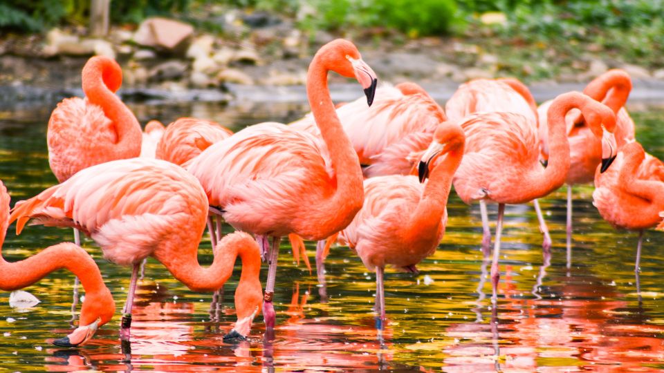 Mit jelent flamingóról álmodni? Az álmaidban feltűnő flamingók az egyediség, szépség, és társas kapcsolatok szimbólumai, fontos üzeneteket hordoznak életedben.