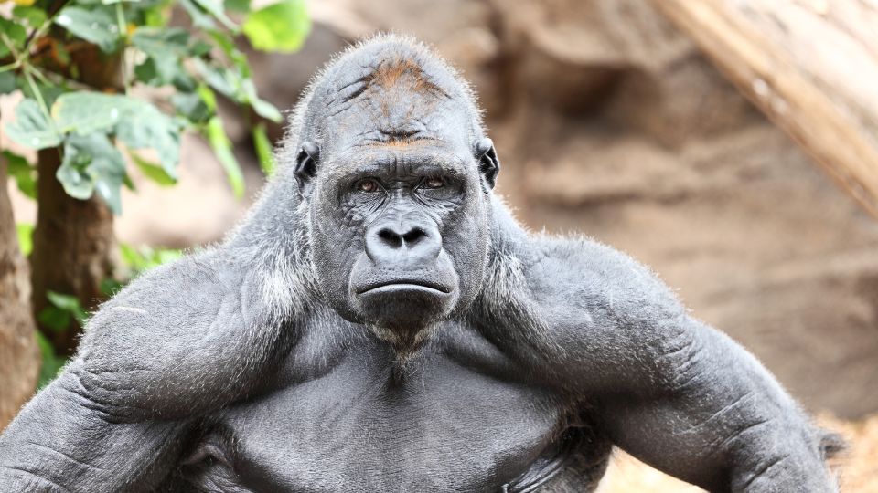 Egy gorilla, erőteljes testfelépítéssel, komoly arckifejezéssel.