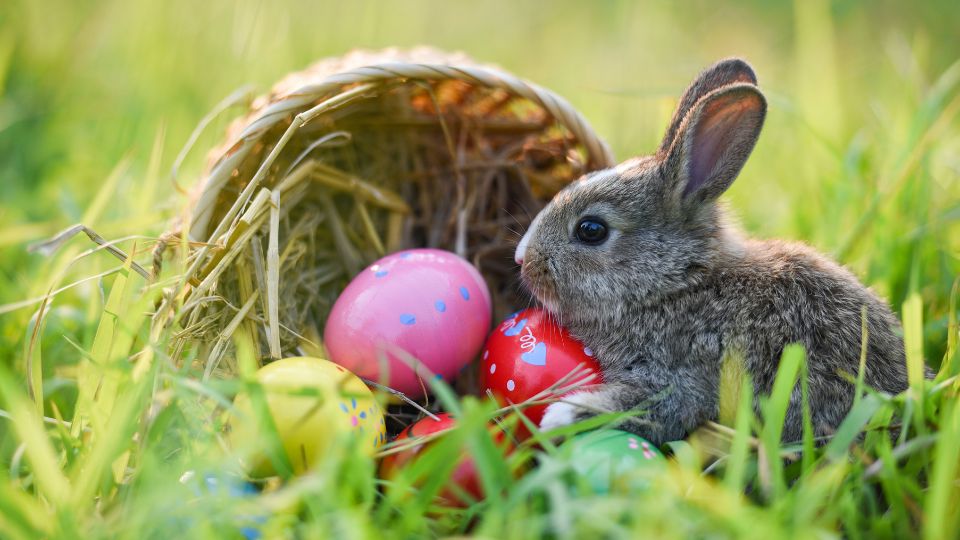 Húsvéti nyusziról álmodni mit jelent? Egy aranyos nyuszi fekszik a fűben, színes húsvéti tojások között.