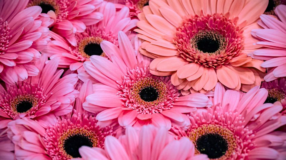 Gerbera álomban - mit jelent? Színes gerberák, pink és narancs árnyalatokban, virágokkal teli háttérben.