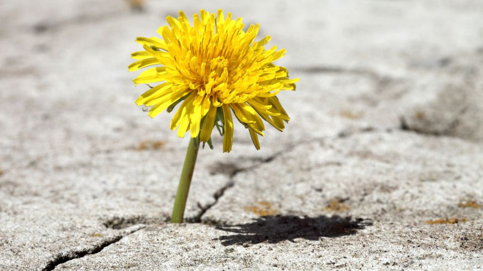 Pitypang álomban való megjelenésének jelentése 3 Álomfejtés - Pitypang álomban való megjelenésének jelentése